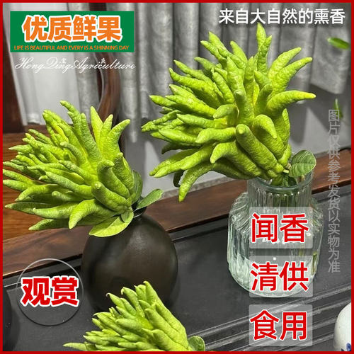 佛手柑观赏带枝水养广佛手柑清供观赏水培插花室内水培植物香橼果