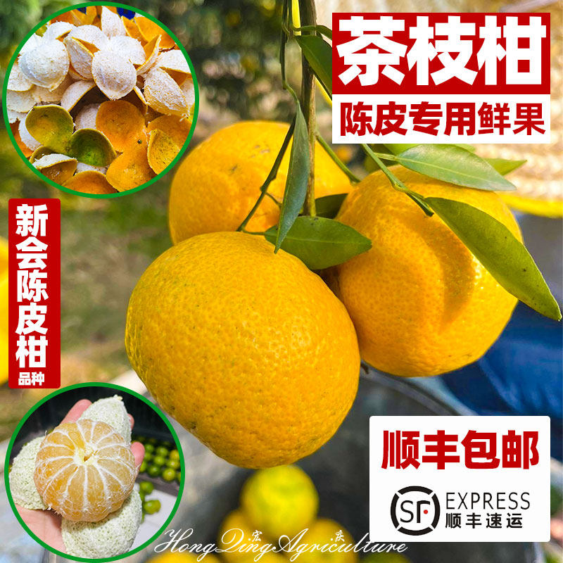 【陈皮专用鲜果】新会柑茶枝柑果实二红柑大红柑大青柑陈皮柑果实