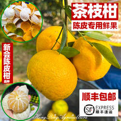 【陈皮专用鲜果】新会柑茶枝柑果实二红柑大红柑大青柑陈皮柑果实
