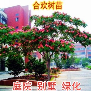 合欢花树苗金合欢树银叶绒花别墅芙蓉花庭院园林绿化苗木花卉植物