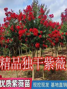 精品紫薇花树苗美国红火箭庭院绿化天鹅绒老桩红火球盆栽百日红花