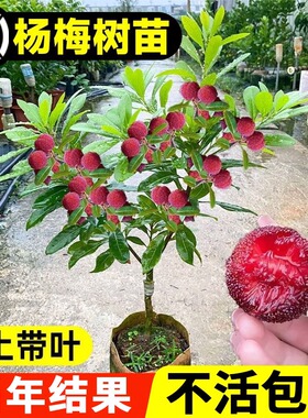 嫁接东魁杨梅树特大杨梅南北方种植盆栽果树当年结果