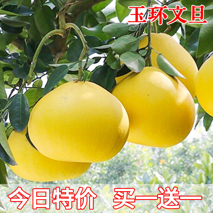 玉环文旦柚苗嫁接柚子苗文旦柚子树苗当年结果地栽南北方种果树苗图片