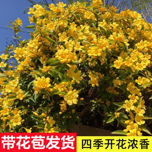 法国香水藤盆栽室内带花苞阳台庭院香水茉莉四季开花爬藤植物花卉