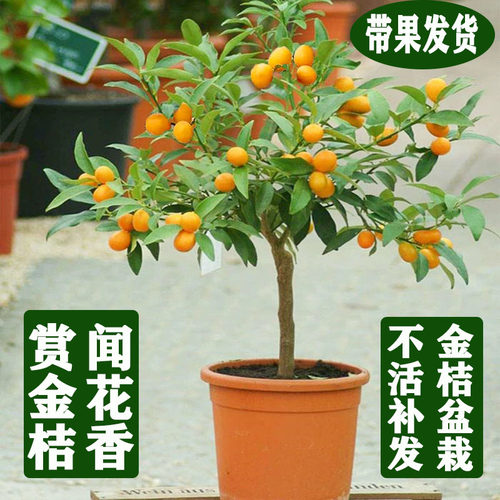 盆栽金桔树苗四季金桔果树食用桔子苗脆皮金橘带果室内植物橘子苗