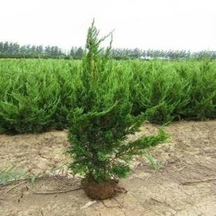 龙柏苗 龙柏小苗 龙柏树苗 小龙柏 龙柏 绿化工程苗龙柏苗