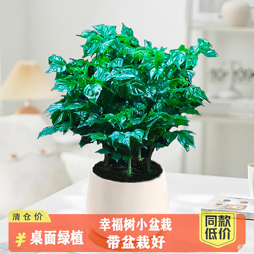 幸福树盆栽室内客厅新家吸甲醛净化空气大绿植办公室四季常青植物