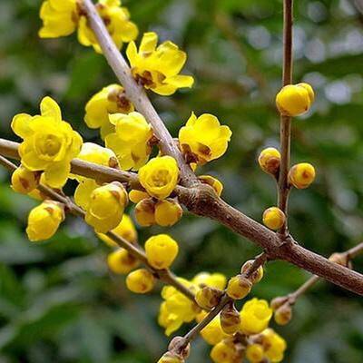 蜡梅庭院地栽黄梅别墅浓香高杆腊梅树腊梅花树苗 庭院 浓香型四季