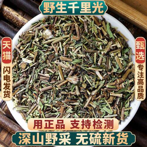 道地千里光干段九里明原生草本原料密封罐装大容量囤购价格实惠