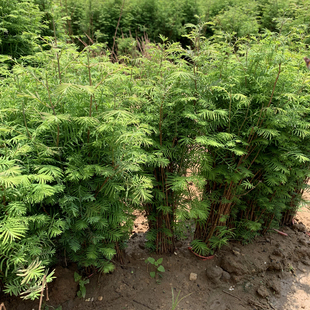 水杉树苗四季常青衫速生水小苗庭院道路农田护坡占地水边大型杉树