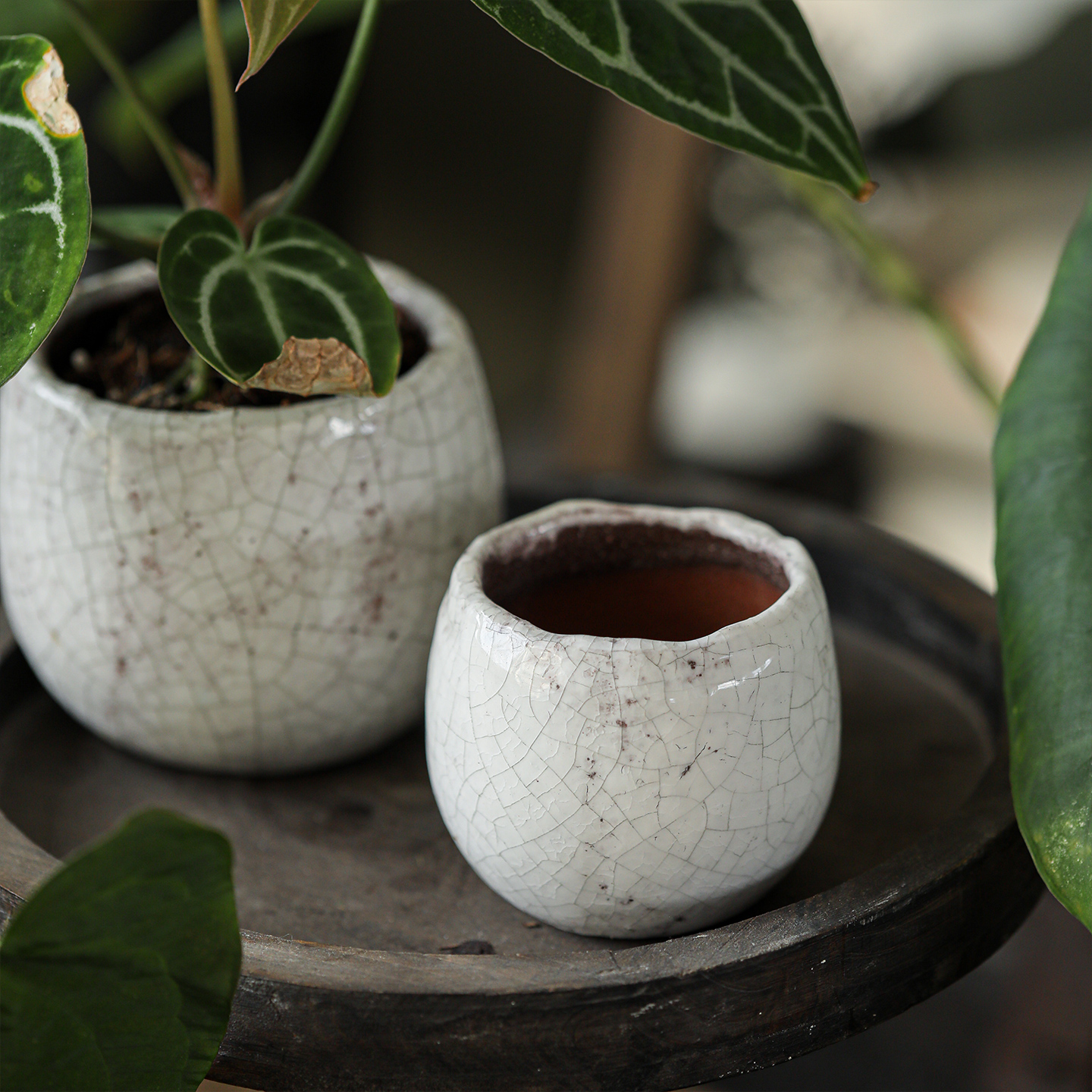 粗陶冰裂纹多肉仙人球小花盆