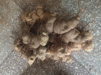 云南现挖新鲜黄精鲜货5-8年天然黄精鸡头参大黄姜 煲汤泡酒