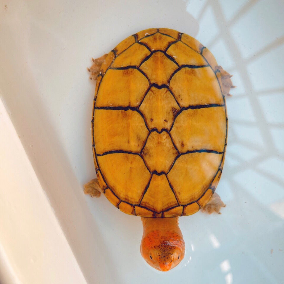 红面蛋龟闭壳深水龟观赏龟宠物龟苗