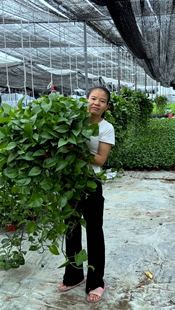 超大360绿萝盆栽室内空气净化器好养植物