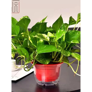 稀有雪花葛绿萝花叶绿萝可长藤室内净化空气美观盆栽