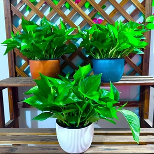 轻奢风高端酒店同款 绿萝净化空气办公室盆栽花卉绿植