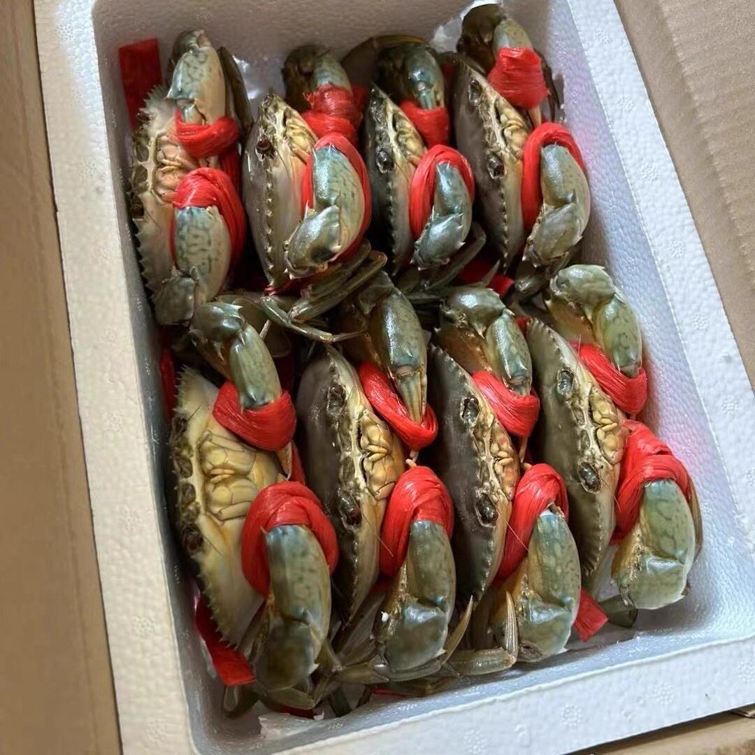 东山岛鲜活特大红膏野生青蟹海鲜水产蟹猷蠓螃蟹红膏鲟蟹全母包活