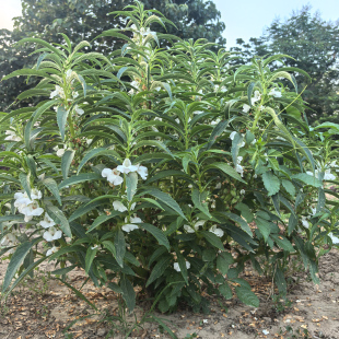 白色新鲜凤仙花全植株入药传统桃红染指种子中药干花瓣染头发灰甲