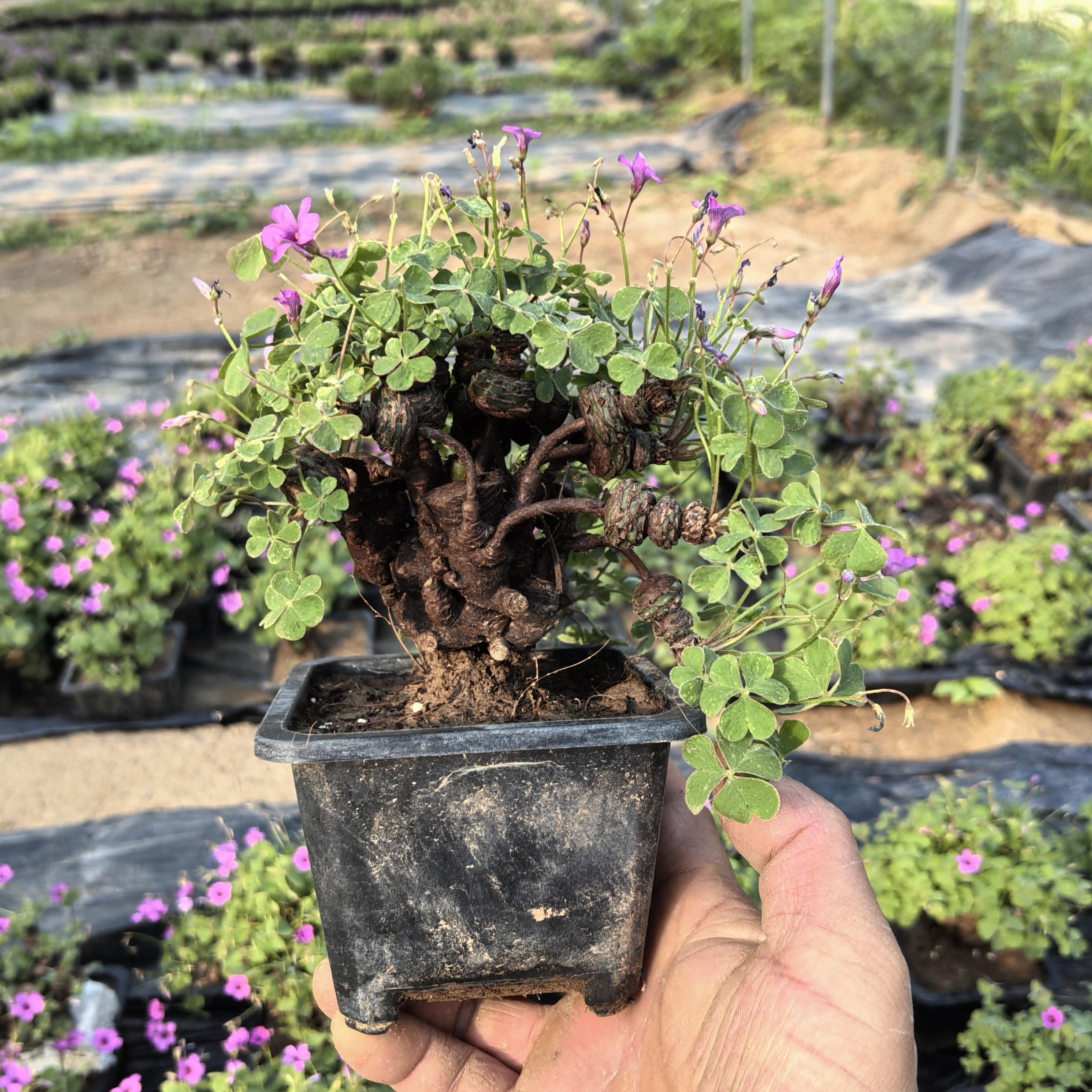 直播叶酢浆草球幸运草炸酱草室内紫色醋酱草三叶草种子多年生盆栽