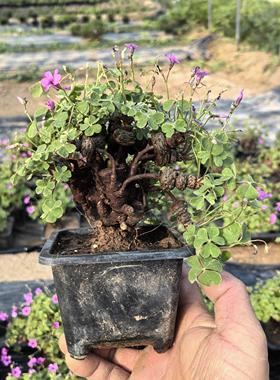 直播叶酢浆草球幸运草炸酱草室内紫色醋酱草三叶草种子多年生盆栽