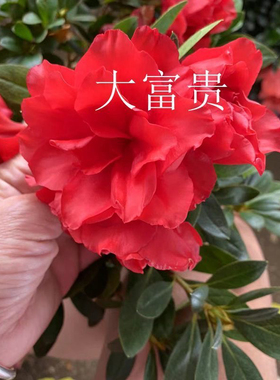 大富贵杜鹃重瓣大红色花耐寒耐热品种带花苞发货