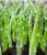 About 30 Green Asparagus