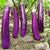 About 100 Eggplants