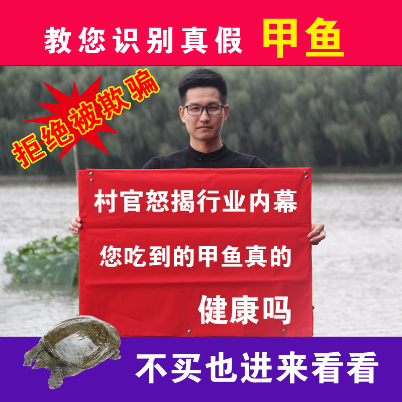 甲鱼活体正宗外塘野外放养中华老鱼王八公水鱼生态鲜活食用 1.5斤 水产肉类/新鲜蔬果/熟食 甲鱼 原图主图