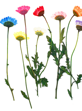 晶菊侧枝 干花标本压花押花滴胶手机壳diy材料 手工蜡烛香薰干花