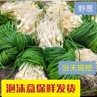 湖南衡阳新鲜野葱现挖野葱野菜小根蒜胡葱子百香葱苦藠头薤白
