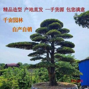 罗汉松庭院造型树盆景迎客松黑松造型树别墅大型日本罗汉松绿树苗