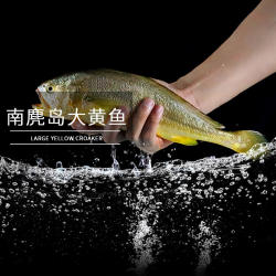 正宗南麂岛深海养殖野性新货大黄花鱼新鲜冷冻生鲜活冰鲜小黄鱼