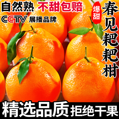 真·四川春见耙耙柑当季新鲜水果