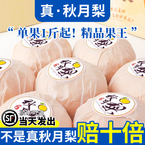 2025年新梨丨正宗山东莱阳秋月梨