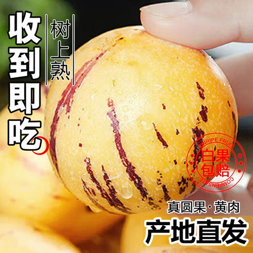 黄肉黄心|云南人参果|产地直发