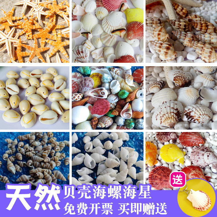 天然贝壳海螺海星手工diy材料工艺品鱼缸造景卷贝鱼寄居蟹套餐