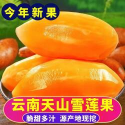 低糖雪莲果新鲜红心特级云南高山红泥沙黄心大果5斤一级长果天山