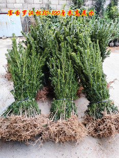 罗汉松树苗贵妃小米叶雀舌迎客松小树苗阳台庭院门口绿植盆栽地栽