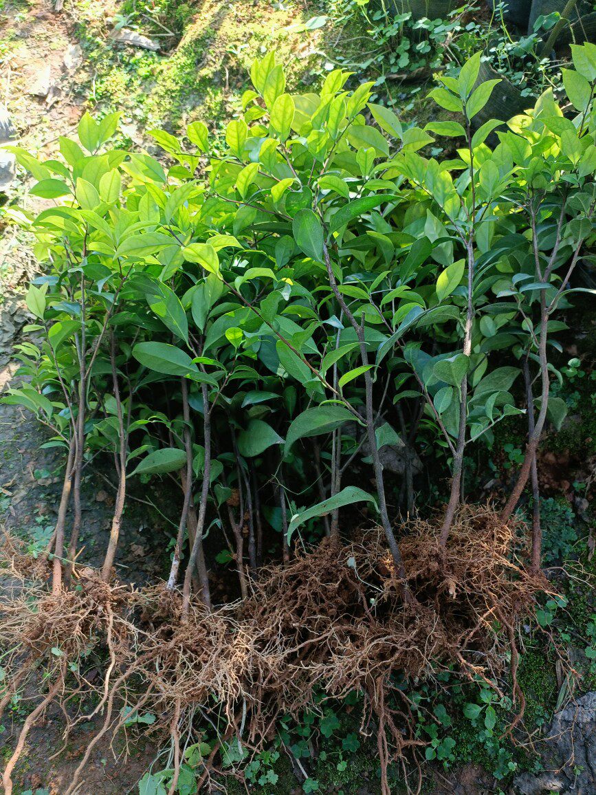 四季金花茶苗树苗广西崇左大新四季开花小叶金茶花阳台庭院花卉
