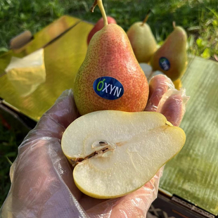 顺丰 包邮 智利彩啤梨 太婆梨 元 啤梨 一梨二吃软硬都可以 满20