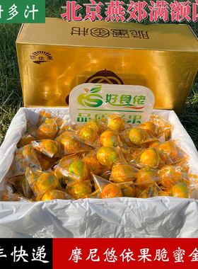 悠依果脆蜜金柑广西融安金桔脆蜜金桔纯甜第三代大金桔顺丰快递