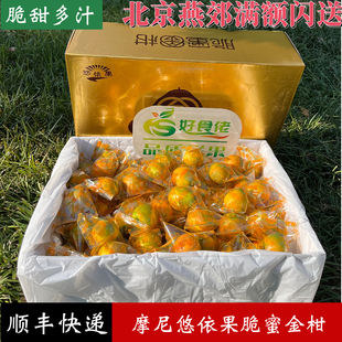 悠依果脆蜜金柑广西融安金桔脆蜜金桔纯甜第三代大金桔顺丰快递