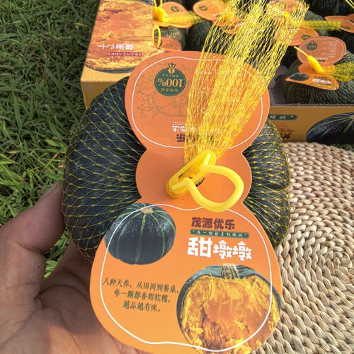 惠和一号贝贝南瓜板栗味甜墩墩