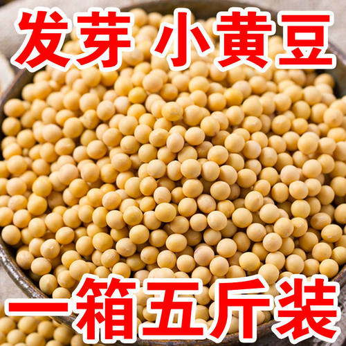 小黄豆5斤今年新黄豆发芽专用生芽高圆黄豆小粒黄豆粗粮半斤
