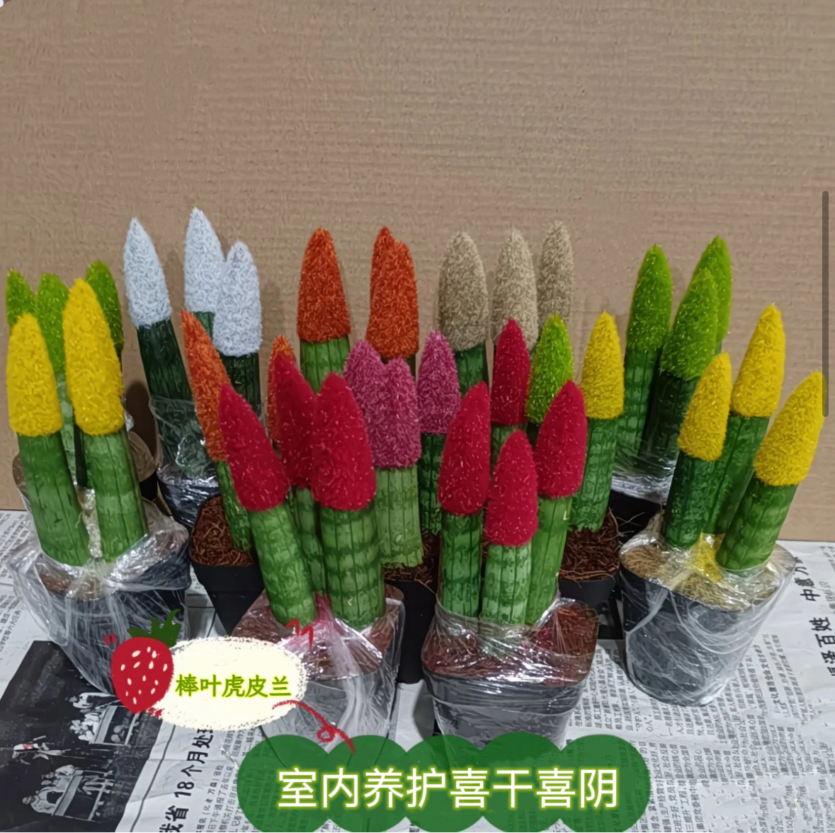 佛手棒叶虎皮兰盆栽 精品圆叶虎尾兰观叶植物 室内桌摆好养植物