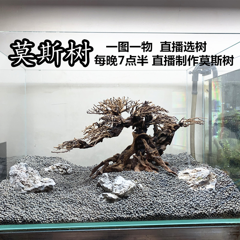 莫斯树成品泰国枝杜鹃根拼接沉木巴西树莫斯树鱼缸造景定做迎客松