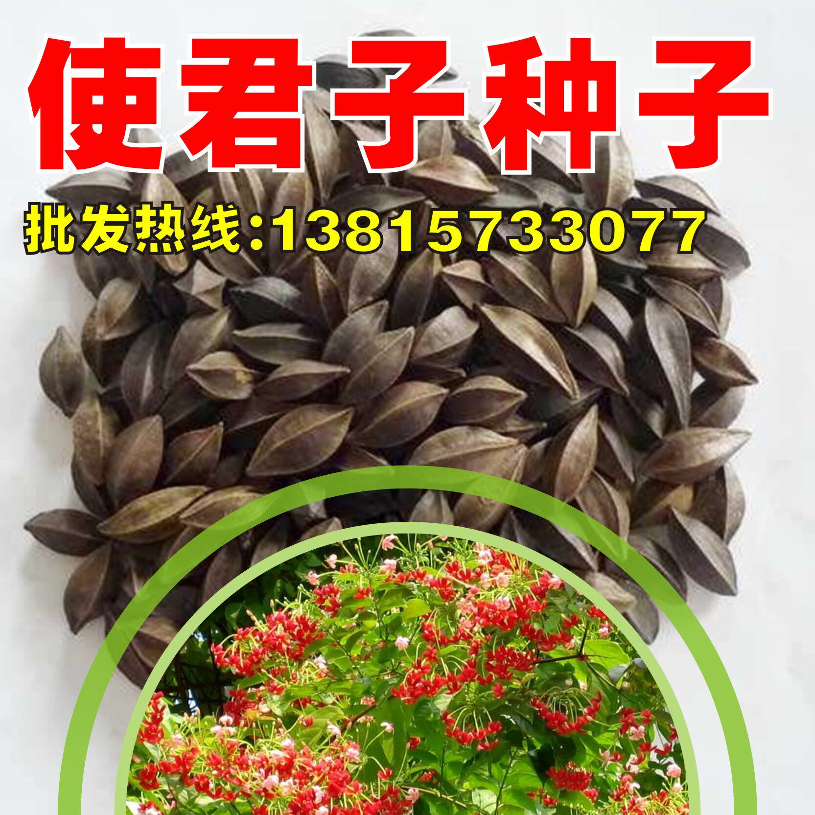 使君子种子史君子种籽舀求子四君子爬藤植物盆栽攀爬花卉药材