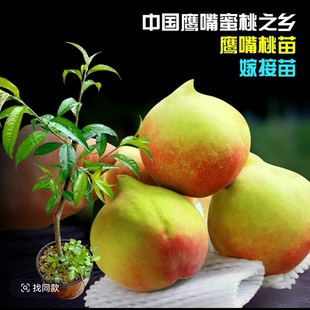 正宗广东河源鹰嘴桃苗连平上坪嫁接苗南方种植果苗 一年苗