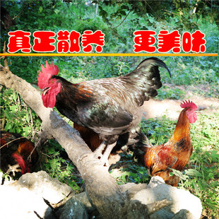 小公鸡 正宗农家散养童子鸡 大公鸡土鸡笨鸡跑步鸡新鲜现杀草鸡肉