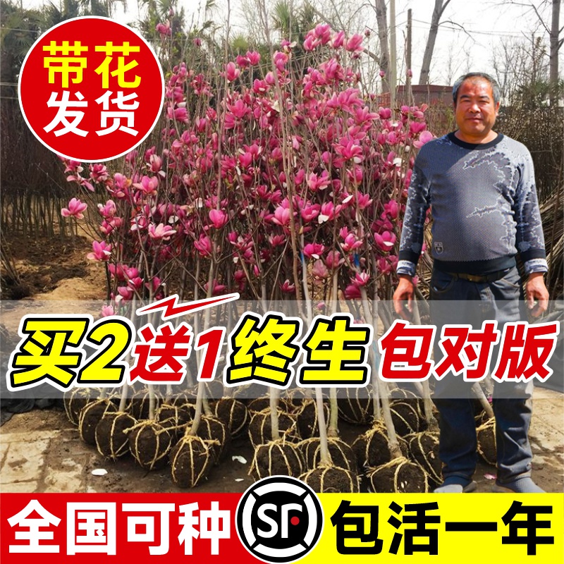 紫玉兰花树苗盆栽红白黄玉兰花苗室外庭院耐寒植物绿化广玉兰花卉 鲜花速递/花卉仿真/绿植园艺 行道树/乔木 原图主图